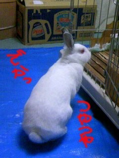 f:id:akiennko:20080203160458j:image