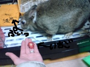 f:id:akiennko:20080227001910j:image