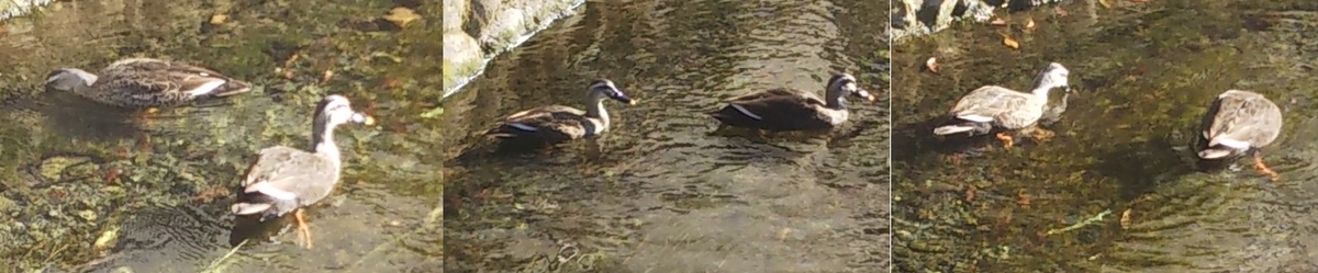 f:id:akifukka:20191117134427j:plain f:id:akifukka:20191117134427j:plain