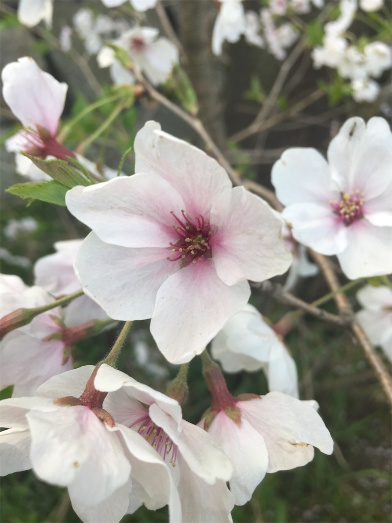 f:id:akifuru:20190410011909j:image f:id:akifuru:20190410011909j:image