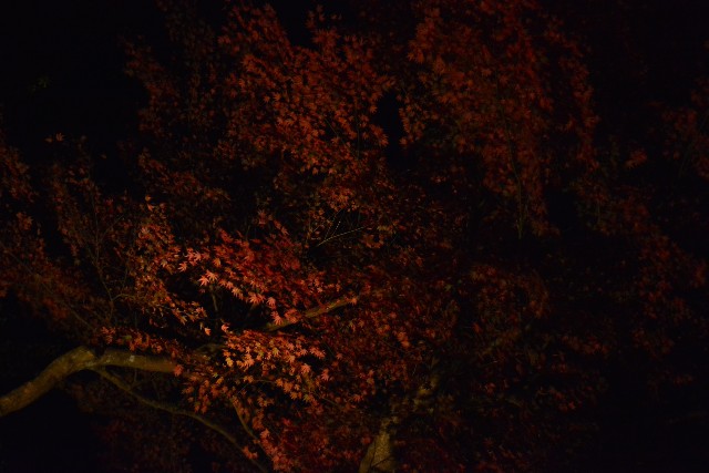 f:id:akihiko-0113:20201115021814j:image