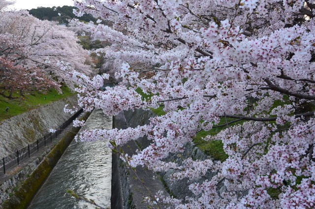 f:id:akihiko-0113:20210403055537j:image
