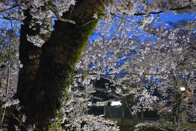 f:id:akihiko-0113:20210405061949j:image