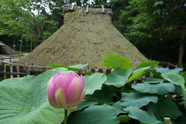 f:id:akihiko-0113:20210630062453j:image