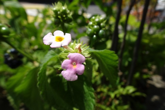 f:id:akihiko-0113:20220829012801j:image