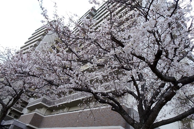 f:id:akihiko-0113:20250412063439j:image