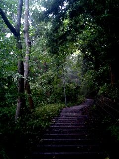 東北大学の裏山: 遭難するかも