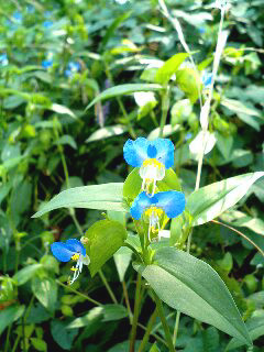 ?秋の花