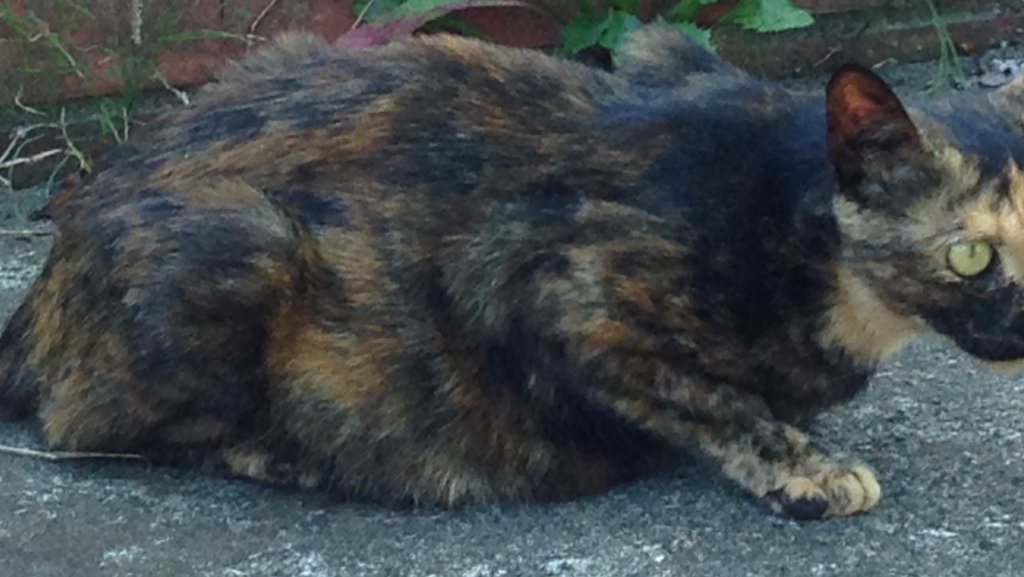 f:id:akihiro5:20160718101829p:plain