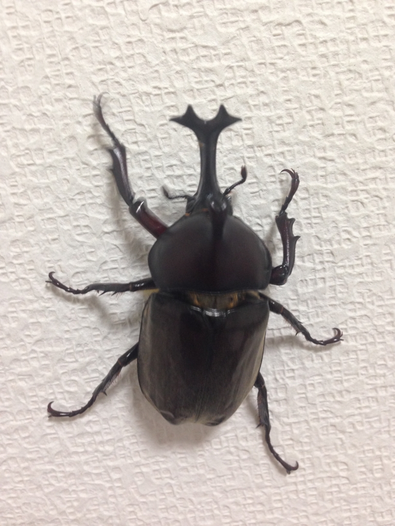 f:id:akihiro5:20160721015112j:plain