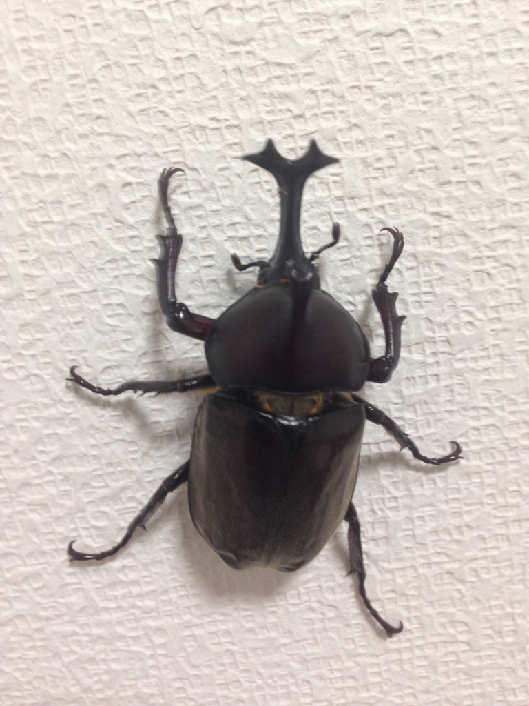 f:id:akihiro5:20160721015132j:plain