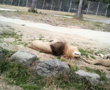 f:id:akihiro_u:20081229120100j:image