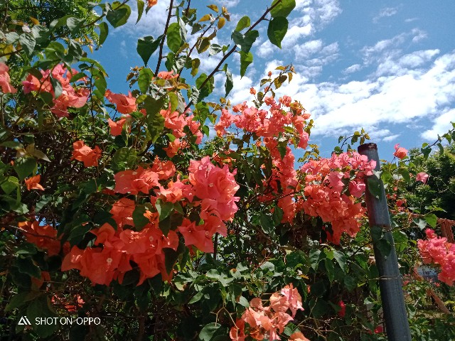 f:id:akihirocebu2601:20210514115927j:image f:id:akihirocebu2601:20210514115927j:image