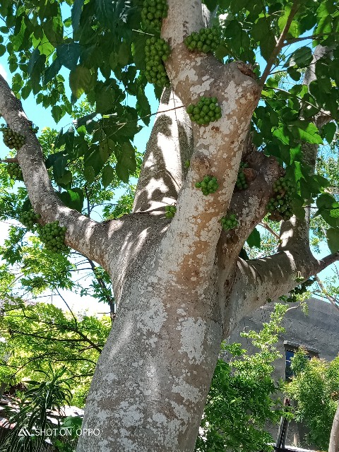 f:id:akihirocebu2601:20210514214034j:image f:id:akihirocebu2601:20210514214034j:image