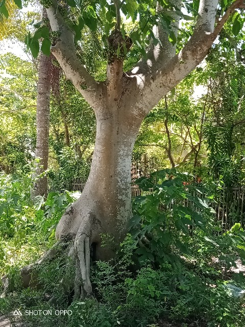 f:id:akihirocebu2601:20210514214055j:image f:id:akihirocebu2601:20210514214055j:image