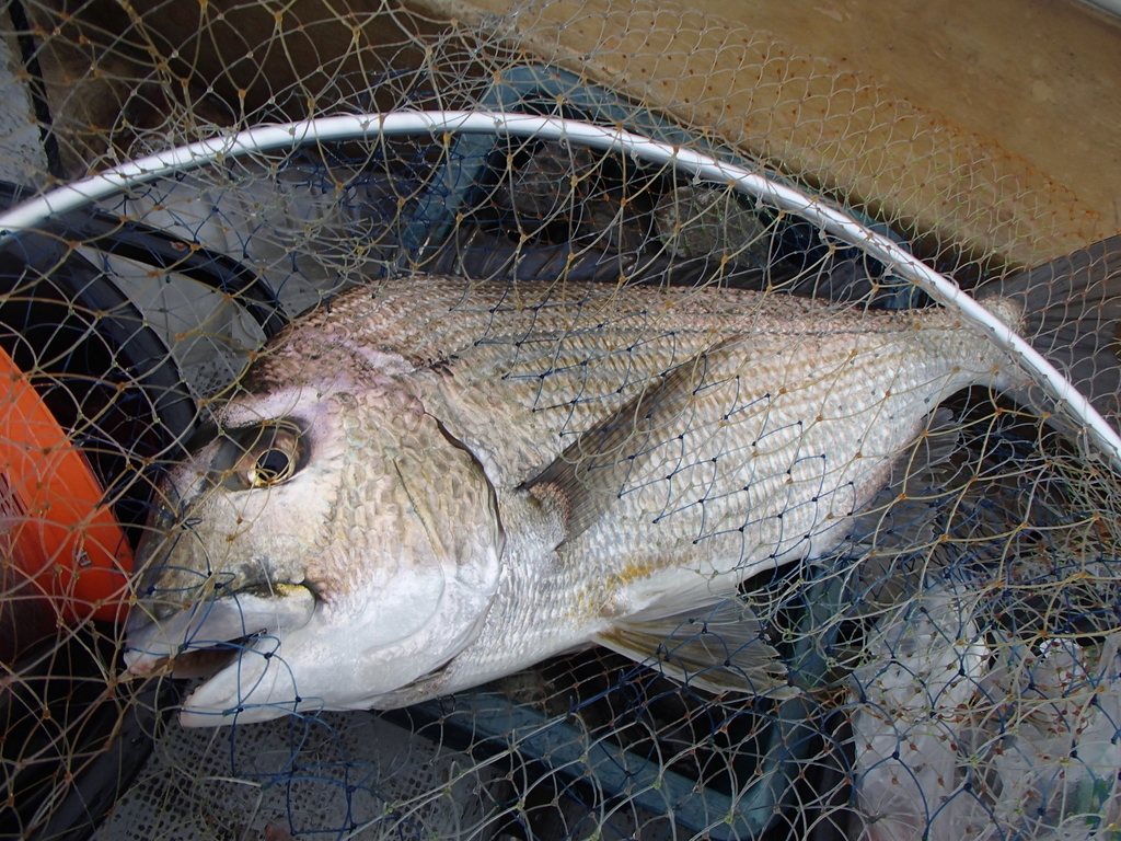 f:id:akihirofishing:20190109145716j:plain