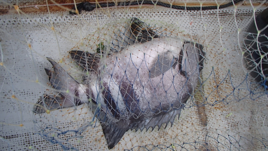 f:id:akihirofishing:20190109152335j:plain