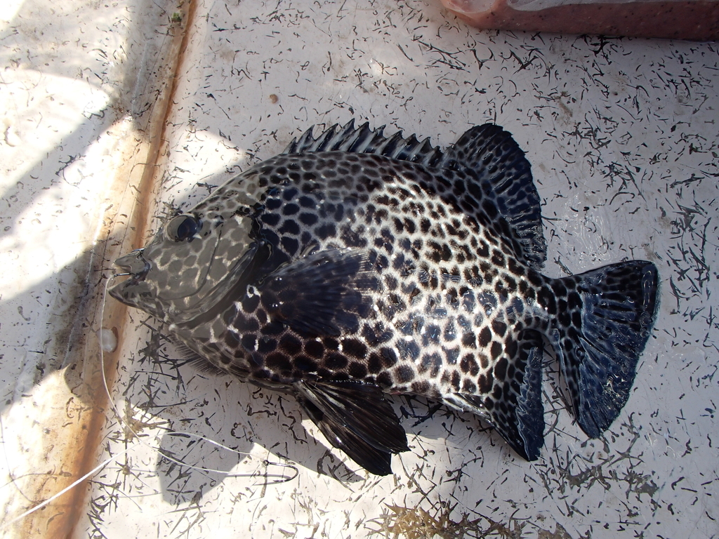 f:id:akihirofishing:20190109152916j:plain