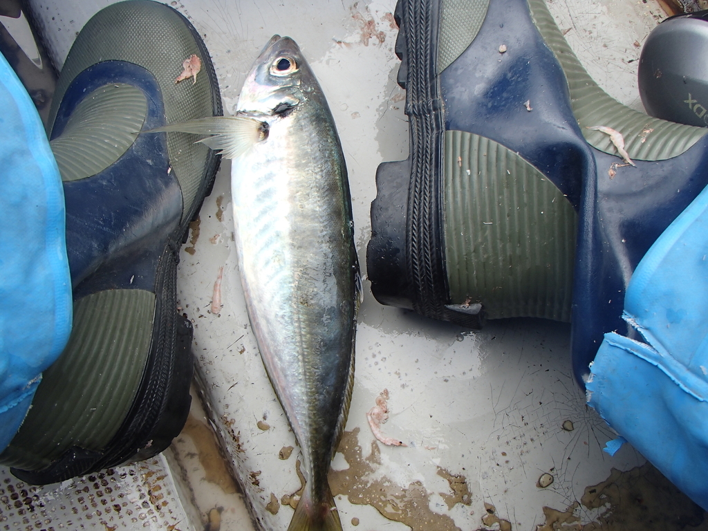 f:id:akihirofishing:20190110173122j:plain f:id:akihirofishing:20190110173122j:plain