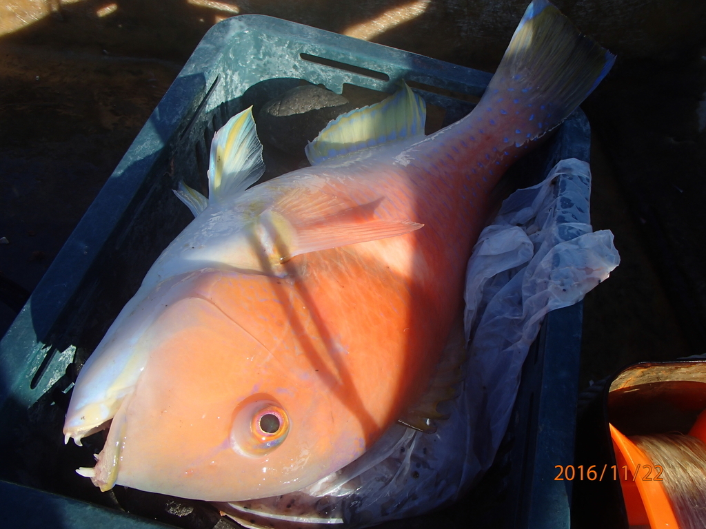 f:id:akihirofishing:20190110173649j:plain