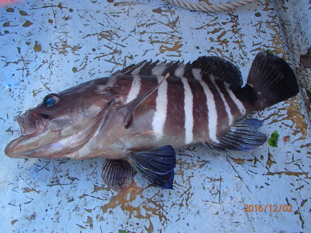 f:id:akihirofishing:20190110173802j:plain