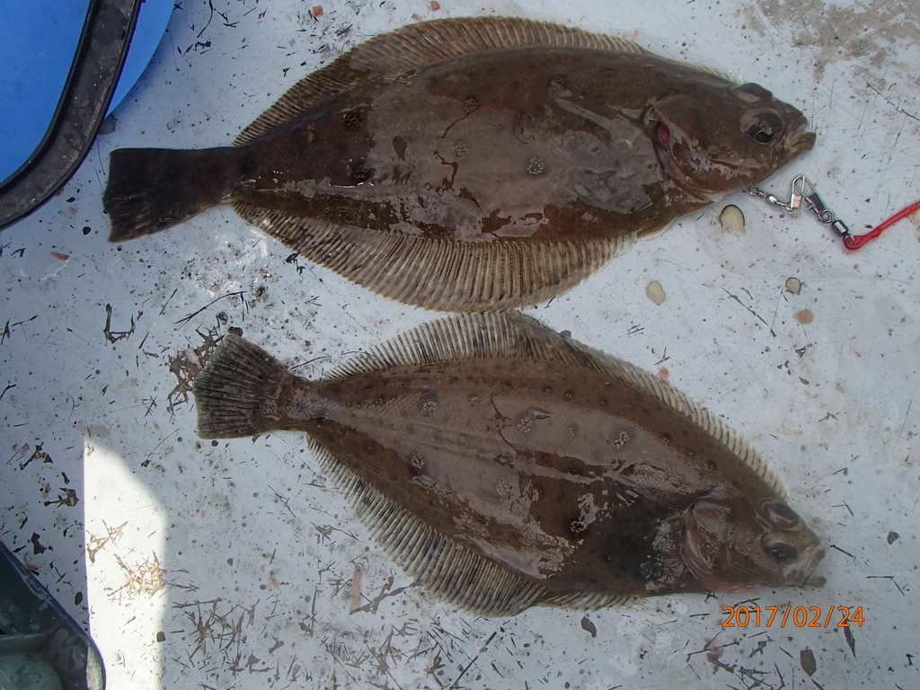 f:id:akihirofishing:20190110174055j:plain f:id:akihirofishing:20190110174055j:plain