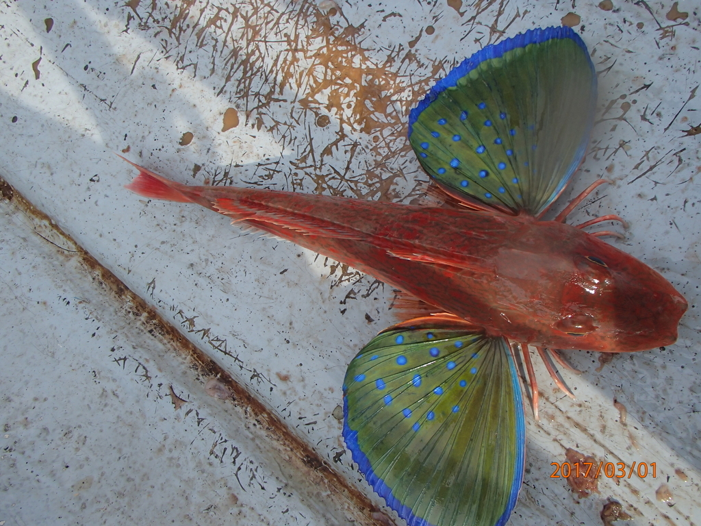 f:id:akihirofishing:20190110174155j:plain f:id:akihirofishing:20190110174155j:plain