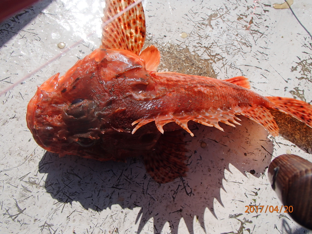 f:id:akihirofishing:20190110174330j:plain