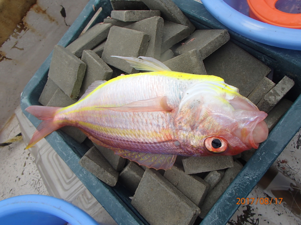 f:id:akihirofishing:20190110174623j:plain