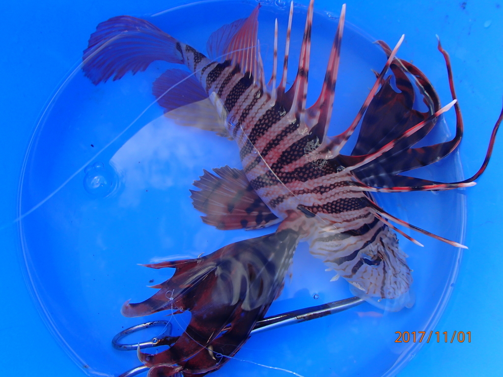 f:id:akihirofishing:20190110174826j:plain