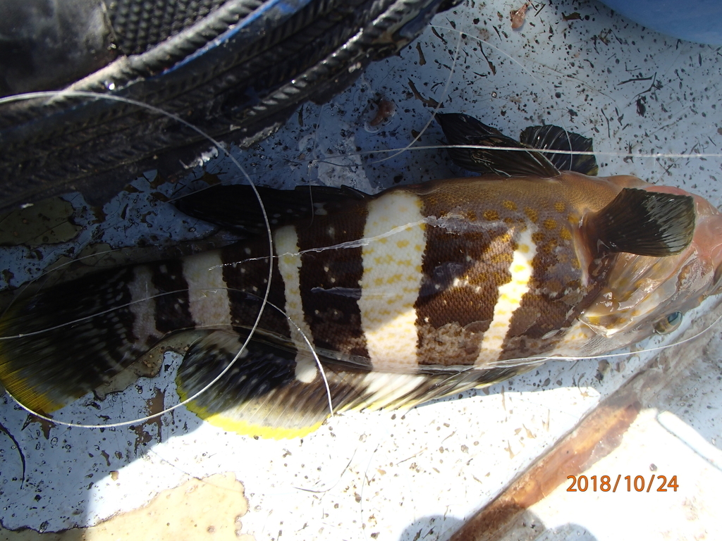 f:id:akihirofishing:20190110175928j:plain