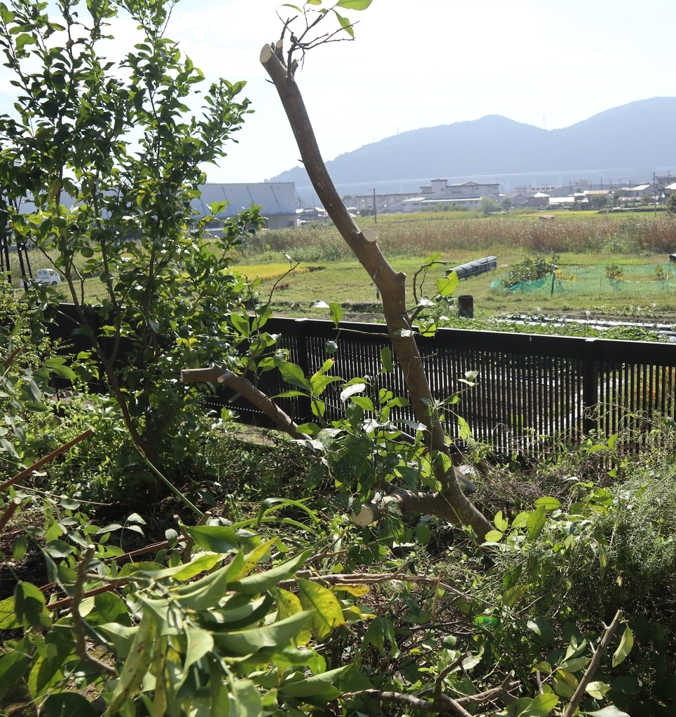 f:id:akihitosuzuki:20181007092547j:plain f:id:akihitosuzuki:20181007092547j:plain
