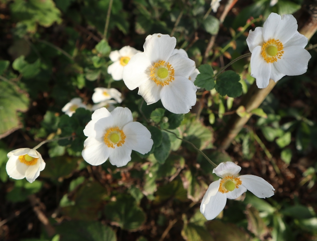 f:id:akihitosuzuki:20181020073115j:plain