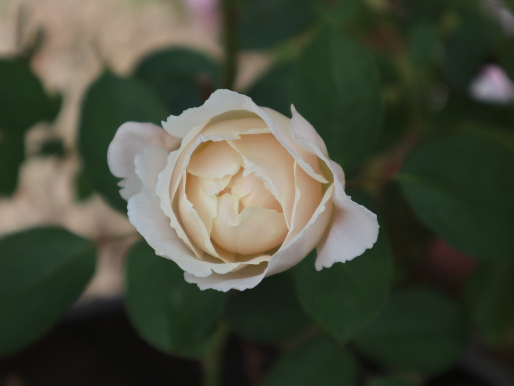 f:id:akihitosuzuki:20181103101110j:plain