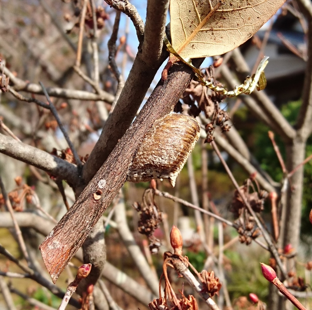 f:id:akihitosuzuki:20190224095017j:plain