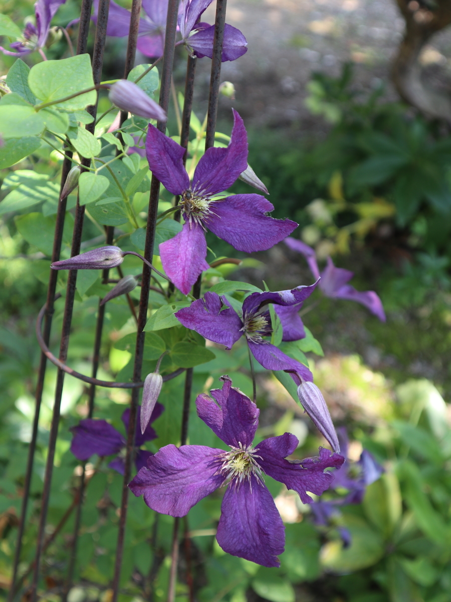 f:id:akihitosuzuki:20190525102613j:plain