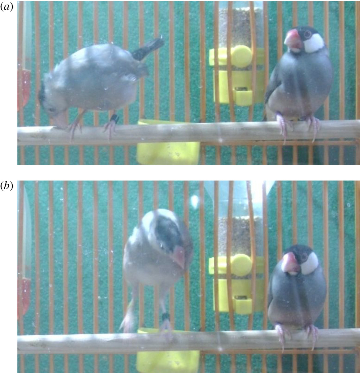 f:id:akihitosuzuki:20190608092150j:plain f:id:akihitosuzuki:20190608092150j:plain