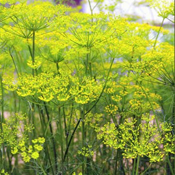 f:id:akihitosuzuki:20191020163606j:plain f:id:akihitosuzuki:20191020163606j:plain
