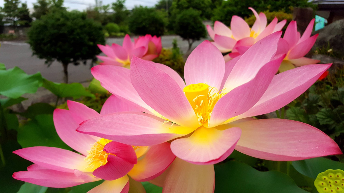 f:id:akihonoho:20190507151244p:plain