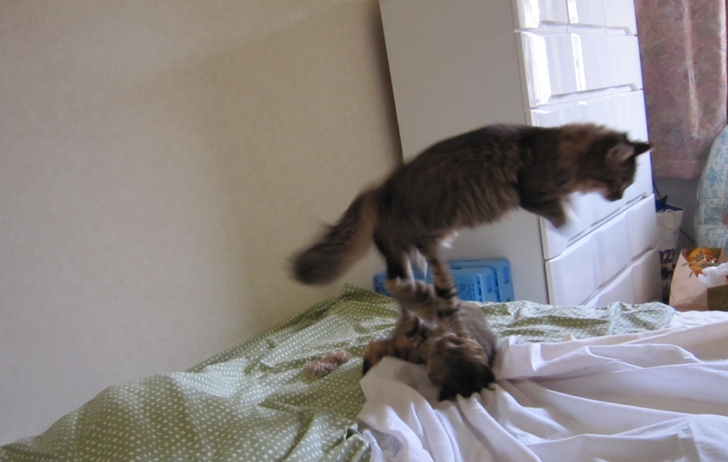 f:id:akihuooblog:20170913152034j:plain f:id:akihuooblog:20170913152034j:plain