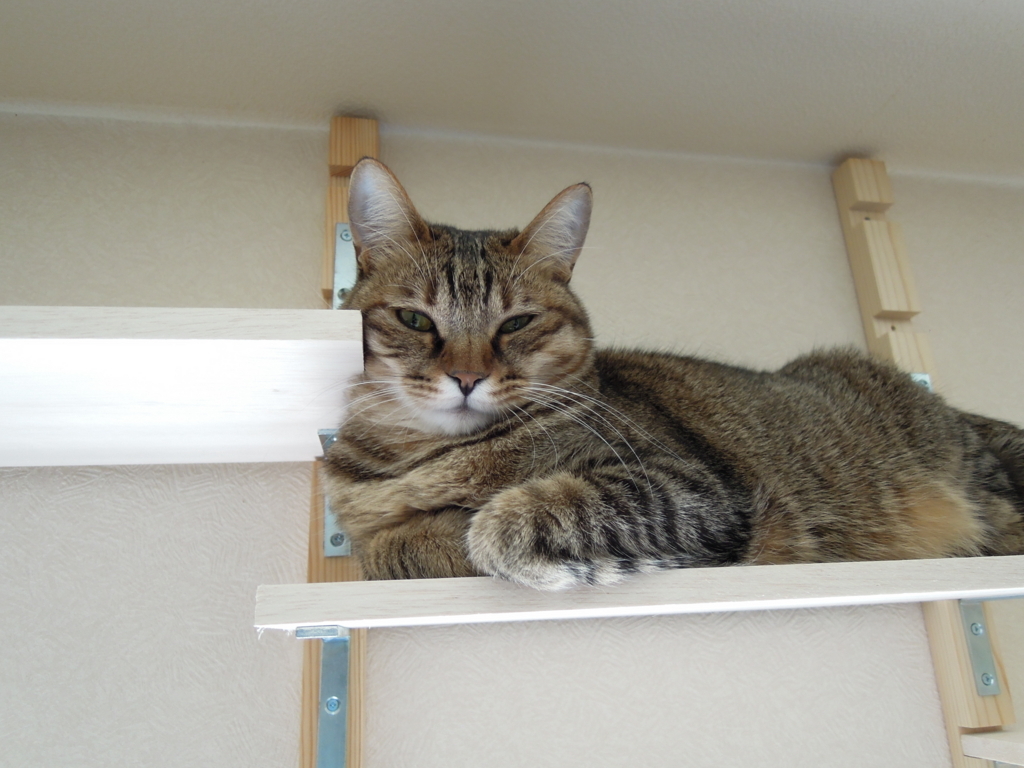 f:id:akihuooblog:20170928224519j:plain f:id:akihuooblog:20170928224519j:plain