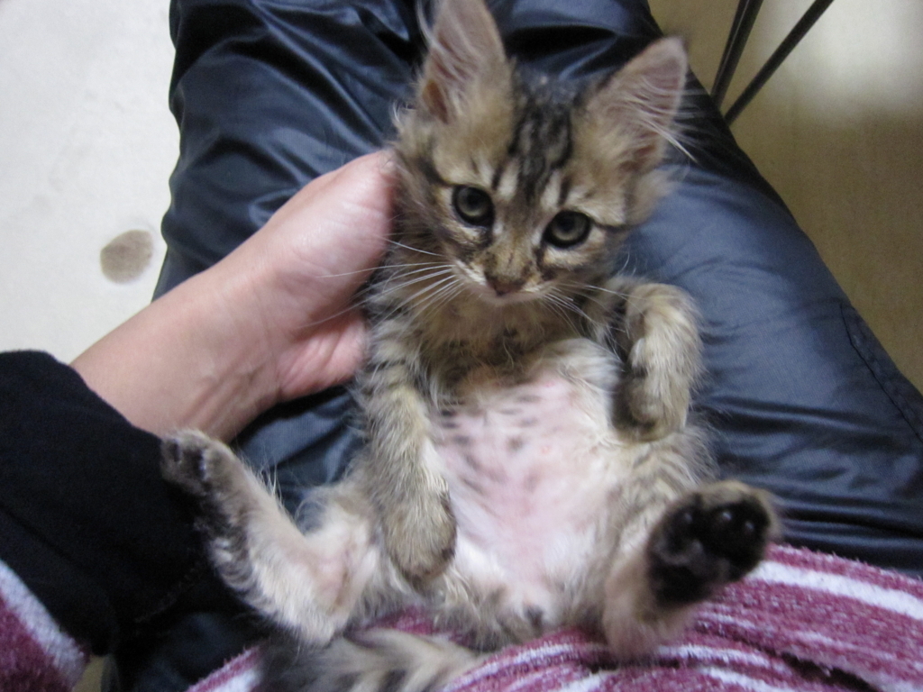 f:id:akihuooblog:20171008212906j:plain f:id:akihuooblog:20171008212906j:plain