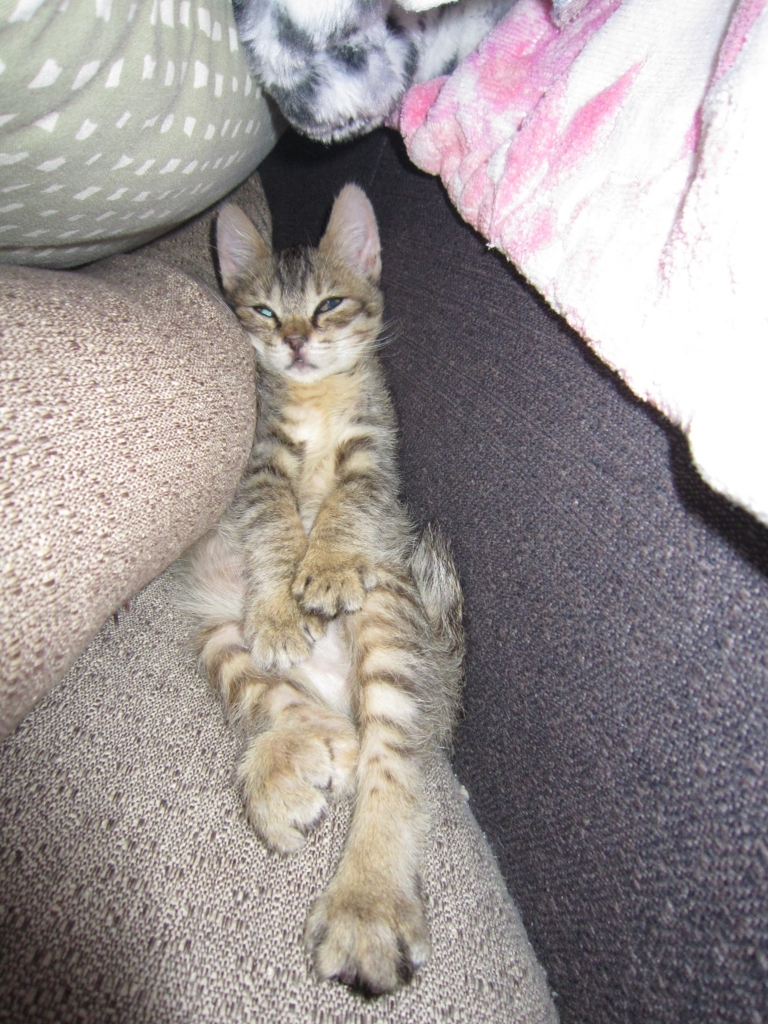 f:id:akihuooblog:20171008213128j:plain f:id:akihuooblog:20171008213128j:plain