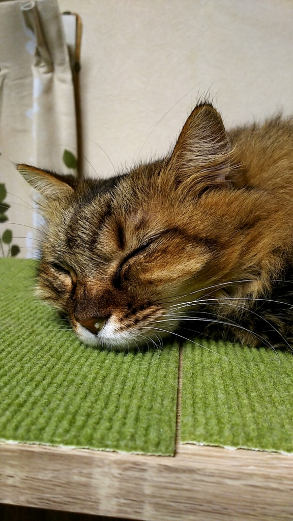 f:id:akihuooblog:20171014232754j:plain f:id:akihuooblog:20171014232754j:plain