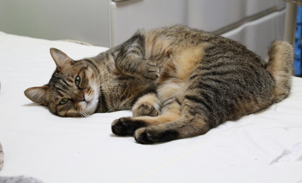 f:id:akihuooblog:20171025165114j:plain f:id:akihuooblog:20171025165114j:plain