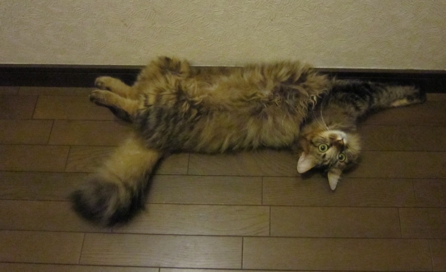 f:id:akihuooblog:20171025172904j:plain f:id:akihuooblog:20171025172904j:plain