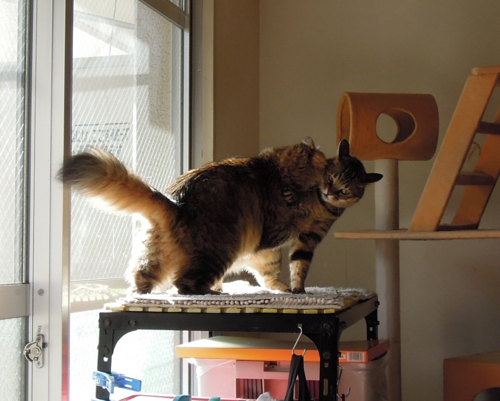 f:id:akihuooblog:20171026170730j:plain f:id:akihuooblog:20171026170730j:plain