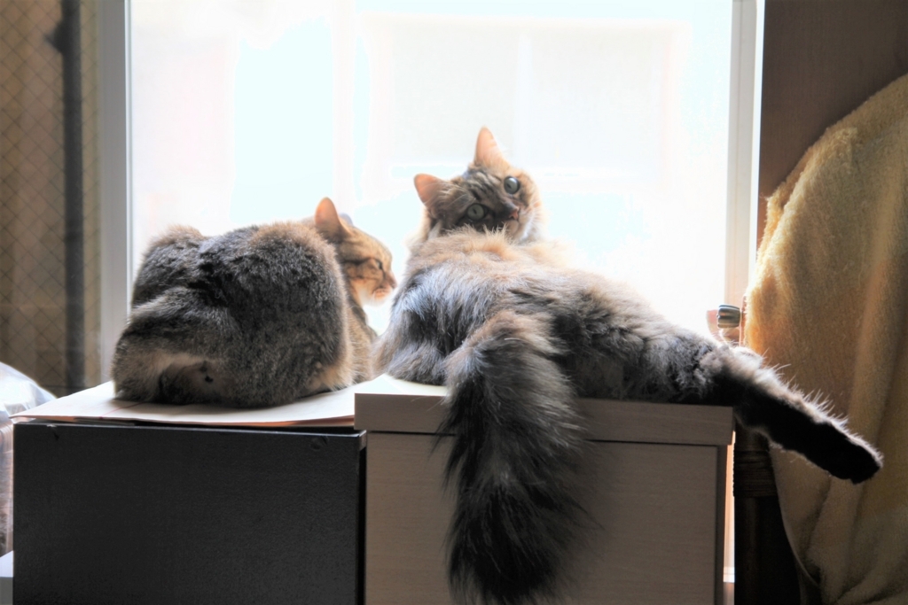 f:id:akihuooblog:20171108220209j:plain f:id:akihuooblog:20171108220209j:plain