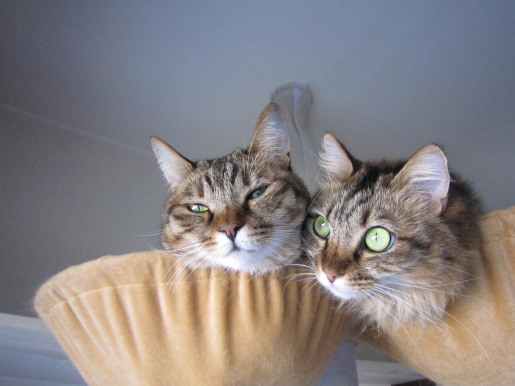 f:id:akihuooblog:20171110190426j:plain f:id:akihuooblog:20171110190426j:plain