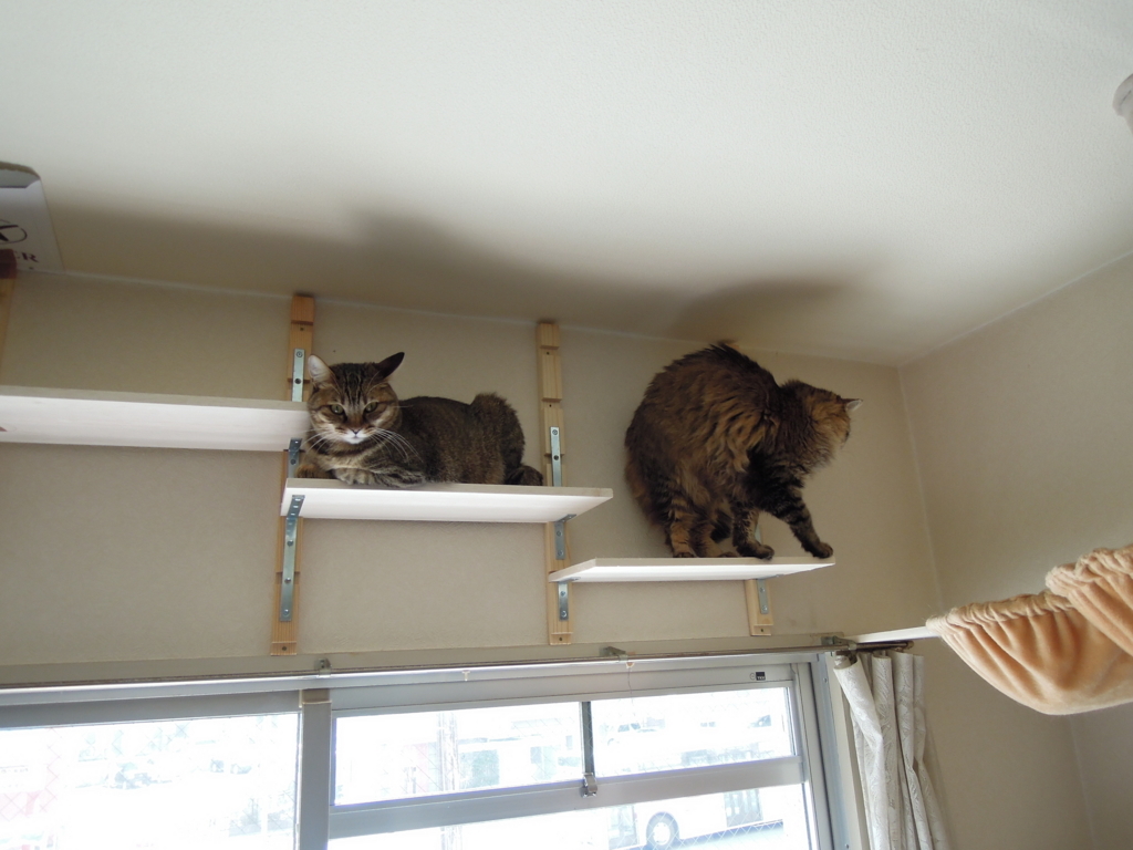 f:id:akihuooblog:20171110190908j:plain f:id:akihuooblog:20171110190908j:plain